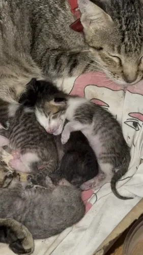 Doa-se Gatinhos