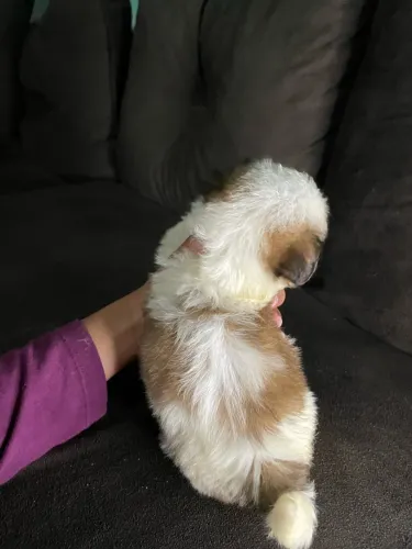 Filhotes de Shih Tzu Machos - R$ 800