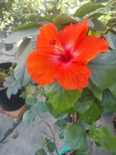 Muda de hibisco vermelho 