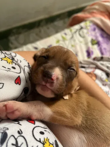 Pet Sitter Manaus ( babá de pets) ?