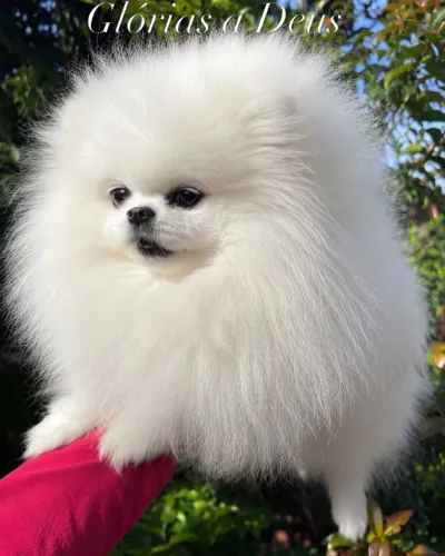 Filhotes  de spitz alemão  lulu e brancos