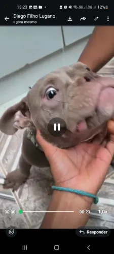 American bully micro Fêmea 