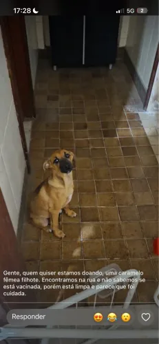 Cachorra caramela