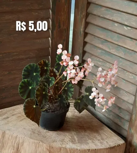 Mudas de plantas