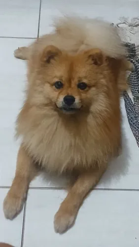 Cachorro