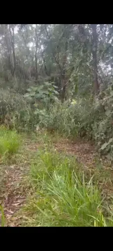 Procura-se jardineiro para capina de lote