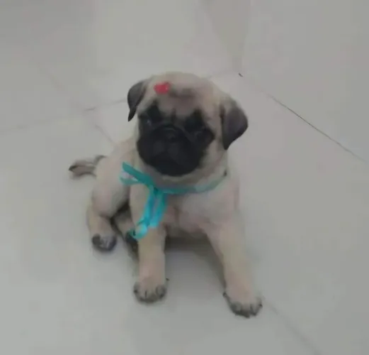 Pug