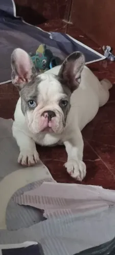 Buldog francês filhote 