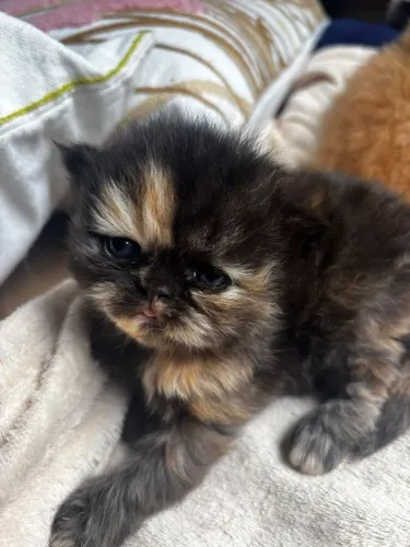 Persa Black tortie fêmea para reserva . *