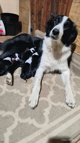 Border collie