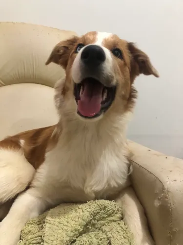 Border Collie pelagem Sable Merle