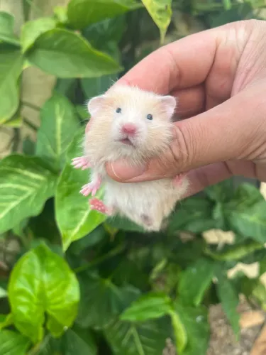 Hamster sírio angora filhotes
