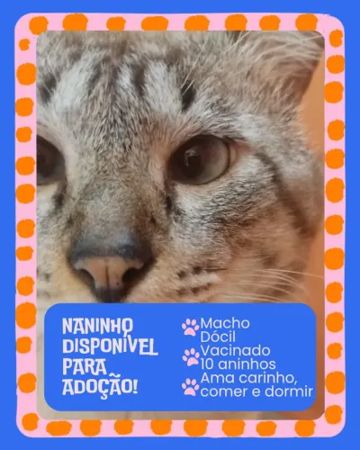 Gatinho para adoção 
