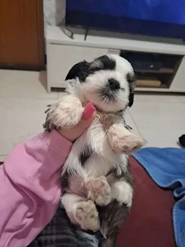Vendo filhote de shitzu