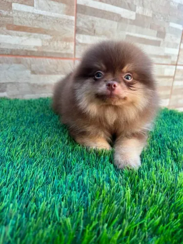 Lulu da Pomerânia _ Chocolate