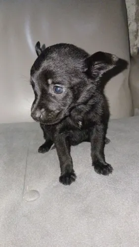 Pinscher femea pretinha