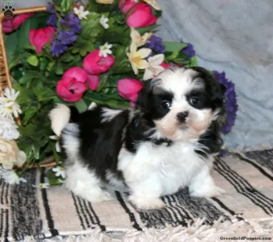 Shih Tzu fofinho - sucesso garantido