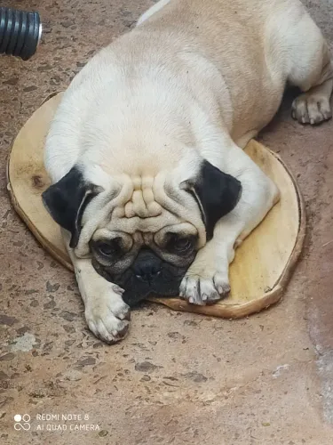 Filhotes de pug
