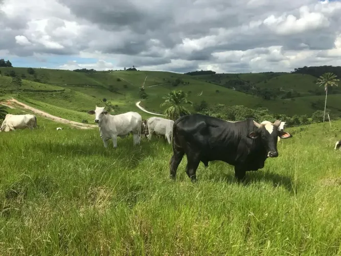 Vendemos uma propriedade com 50 hectares em Moreno, R$:70 mil p/hectar, só vendo tudo.