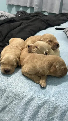 Vendo filhotes originais de GOLDEN RETRIVER, PAI E MÃE LINDOS E PERFEITOS 100% PEDIGREE