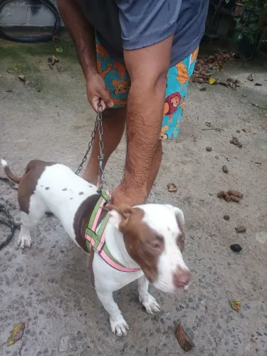 Pit bull