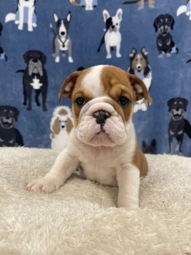 Bulldog Inglês Todas as Cores em Promoção 