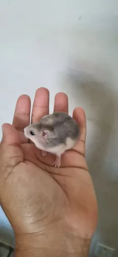Hamster Anão Russo