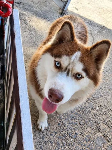 Cachorro Husky siberiano