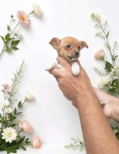 Pinscher alegre e esperto