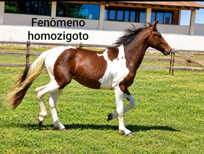 Cavalo Pampa Homozigoto