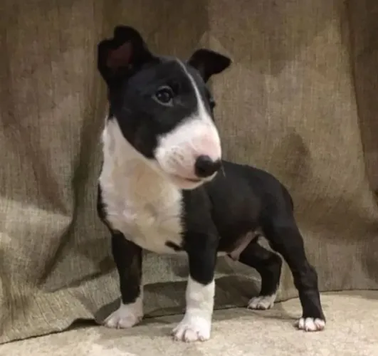 Filhote de bull terrier cheio de estilo e carisma