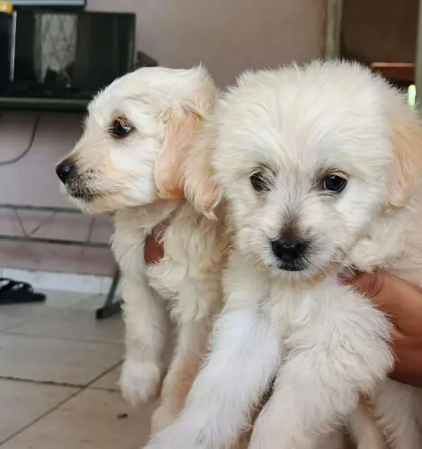 Filhotes de lhasa apsocom com poodle