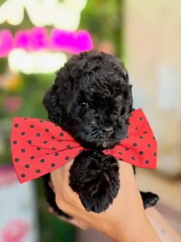 Poodle lindíssimo!!!machinho