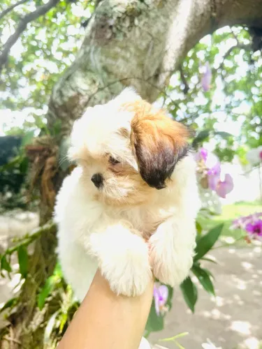 Lhasa Apso