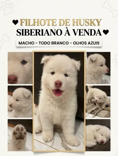 Husky Siberiano 