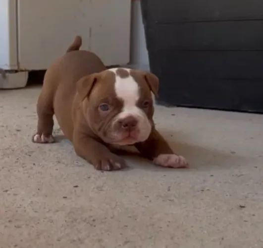 Filhotes de American Bully - 3 Machos Disponíveis