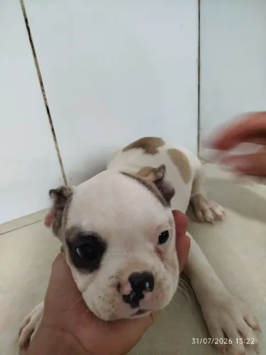 Bulldog francês