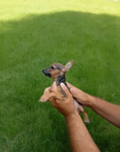 Pinscher macho ativo e muito inteligente