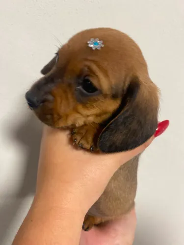 Dachshund 