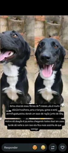 Estou doando este cachorro