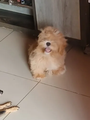 VENDO FÊMEA