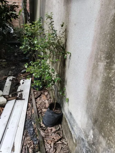 Muda de pitanga