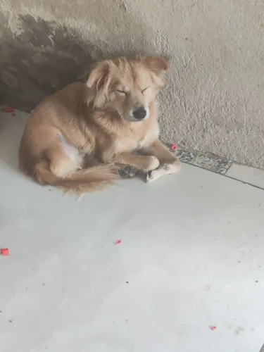 Doação de cachorro 