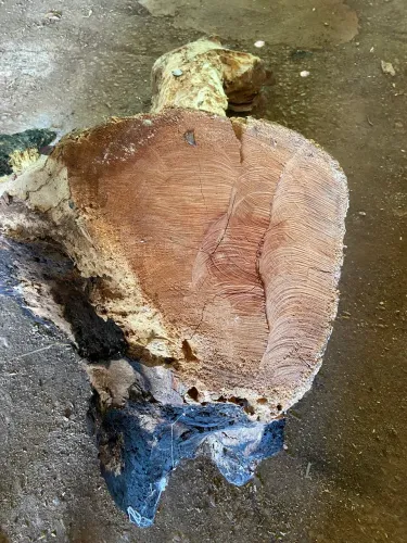 RAIZ DE CEDRO DECORATIVA NATURAL - PEÇA ÚNICA