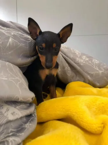 Cachorro filhote Pinscher/Pincher robusto e pelagem densa saudável contrato