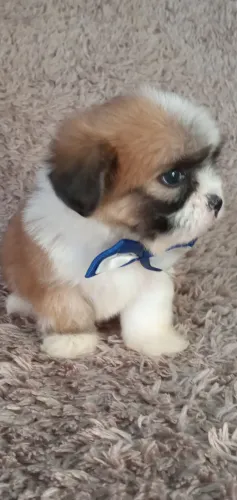 Lhasa apso confiança credibilidade e aqui