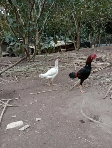 Frango e franga Indio