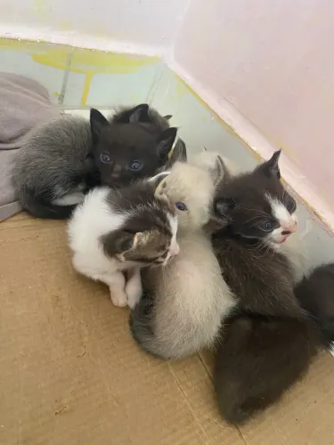 Doação de pequenos anjinhos gatos ?
