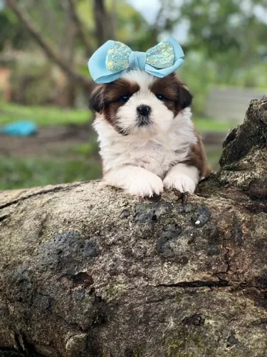 Shih-Tzu de Pelagem Maravilhosa