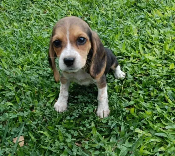 Beagle Mini à Pronta Entrega ? Loja Física Própria